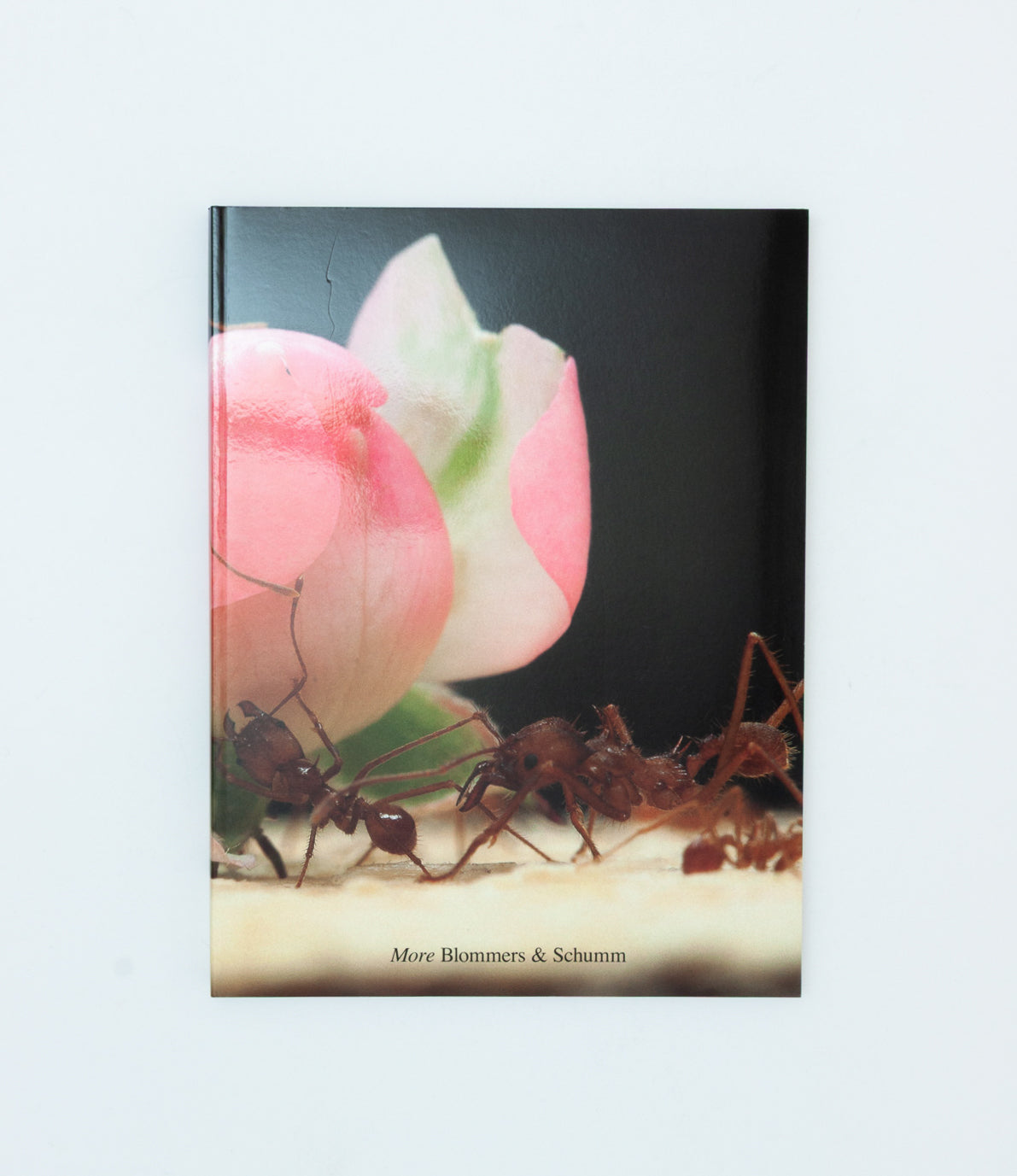 More - Blommers & Schumm